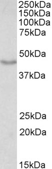 DCX / Doublecortin Antibody - DCX / Doublecortin antibody (0.01µg/ml) staining of Mouse fetal Brain lysate (35µg protein in RIPA buffer). Primary incubation was 1 hour. Detected by chemiluminescence.