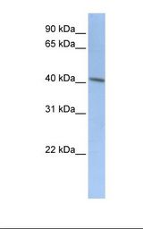 DCX / Doublecortin Antibody - HepG2 cell lysate. Antibody concentration: 1.0 ug/ml. Gel concentration: 12%.  This image was taken for the unconjugated form of this product. Other forms have not been tested.