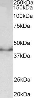 DCX / Doublecortin Antibody - DCX antibody (0.5 ug/ml) staining of Mouse fetal Brain lysate (35 ug protein in RIPA buffer). Primary incubation was 1 hour. Detected by chemiluminescence.
