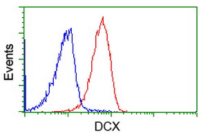 DCX / Doublecortin Antibody - Flow cytometry of Jurkat cells, using anti-DCX antibody (Red), compared to a nonspecific negative control antibody (Blue).