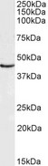 DCX / Doublecortin Antibody - Antibody (0.003µg/ml) staining of Mouse fetal Brain lysate (35µg protein in RIPA buffer). Detected by chemiluminescence.