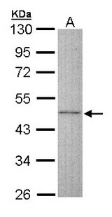 DCX / Doublecortin Antibody - Sample (30 ug of whole cell lysate). A: Raji. 10 % SDS PAGE. DCX antibody diluted at 1:500