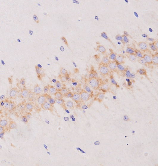DCX / Doublecortin Antibody - 1:200 staining mouse brain tissue by IHC-P. The tissue was formaldehyde fixed and a heat mediated antigen retrieval step in citrate buffer was performed. The tissue was then blocked and incubated with the antibody for 1.5 hours at 22°C. An HRP conjugated goat anti-rabbit antibody was used as the secondary.