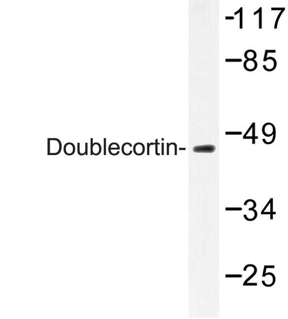 DCX / Doublecortin Antibody - Western blot of Doublecortin (K292) pAb in extracts from Raw264.7 cells.