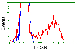 DCXR Antibody - HEK293T cells transfected with either pCMV6-ENTRY DCXR (Red) or empty vector control plasmid (Blue) were immunostained with anti-DCXR mouse monoclonal, and then analyzed by flow cytometry.