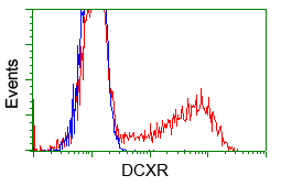 DCXR Antibody - HEK293T cells transfected with either pCMV6-ENTRY DCXR (Red) or empty vector control plasmid (Blue) were immunostained with anti-DCXR mouse monoclonal, and then analyzed by flow cytometry.