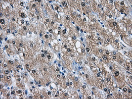 DCXR Antibody - IHC of paraffin-embedded liver tissue using anti-DCXR mouse monoclonal antibody. (Dilution 1:50).