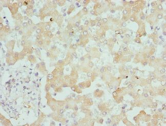 DCXR Antibody - Immunohistochemistry of paraffin-embedded human liver tissue at dilution 1:100