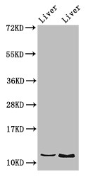 DDA1 Antibody - Positive WB detected in:Rat liver tissue,Mouse liver tissue;All lanes:DDA1 antibody at 2.8?g/ml;Secondary;Goat polyclonal to rabbit IgG at 1/50000 dilution;Predicted band size: 12 KDa;Observed band size: 19 KDa;