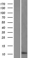 DDA1 Protein - Western validation with an anti-DDK antibody * L: Control HEK293 lysate R: Over-expression lysate