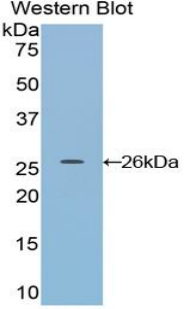 DDAH1 Antibody - Western blot of recombinant DDAH / DDAH1.  This image was taken for the unconjugated form of this product. Other forms have not been tested.