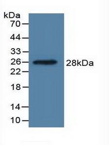 DDAH1 Antibody - Western Blot; Sample: Recombinant DDAH1, Human.