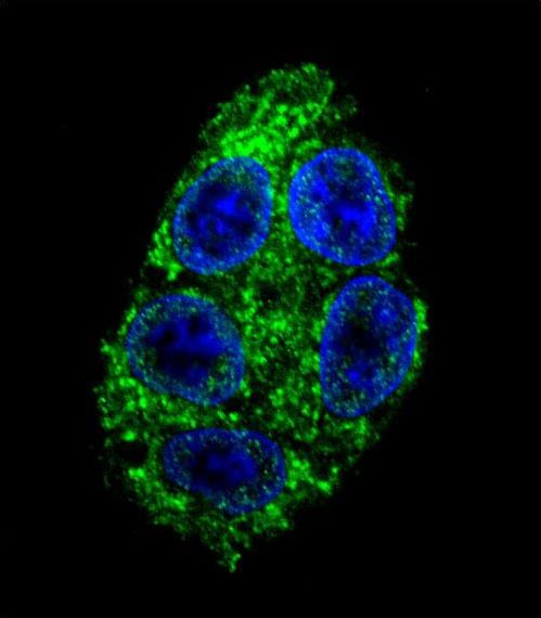DDAH1 Antibody - Confocal immunofluorescence of DDAH1 Antibody with HepG2 cell followed by Alexa Fluor 488-conjugated goat anti-rabbit lgG (green). DAPI was used to stain the cell nuclear (blue).