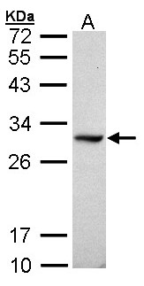 DDAH1 Antibody - Sample (30 ug of whole cell lysate). A: Raji. 12% SDS PAGE. DDAH / DDAH1 antibody diluted at 1:1000.