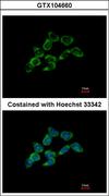 DDAH1 Antibody - Immunofluorescence of methanol-fixed HCT116 using DDAH1 antibody at 1:500 dilution.
