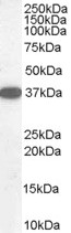 DDAH1 Antibody - Antibody staining (0.1 ug/ml) of human kidney lysate (RIPA buffer, 35 ug total protein per lane). Primary incubated for 1 hour. Detected by Western blot of chemiluminescence.