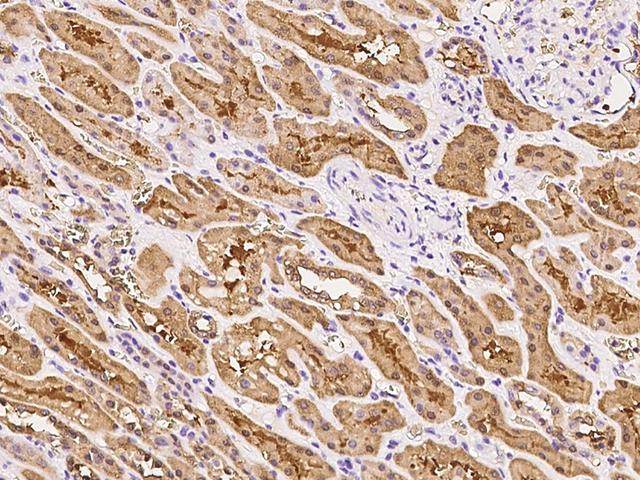 DDAH1 Antibody - Immunochemical staining of human DDAH1 in human kidney with rabbit polyclonal antibody at 1:300 dilution, formalin-fixed paraffin embedded sections.