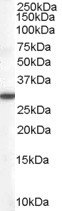DDAH2 Antibody - DDAH2 antibody (0.1µg/ml) staining of Human Lung lysate (35µg protein in RIPA buffer). Detected by chemiluminescence.
