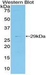 DDAH2 Antibody - Western blot of recombinant DDAH2 / DDAH.  This image was taken for the unconjugated form of this product. Other forms have not been tested.