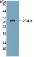 DDAH2 Antibody - Western Blot; Sample: Recombinant DDAH2, Human.