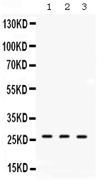 DDAH2 Antibody - Western blot - Anti-DDAH2 Picoband Antibody