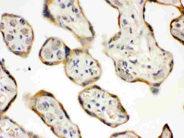 DDAH2 Antibody - DDAH2 was detected in paraffin-embedded sections of human placenta tissues using rabbit anti- DDAH2 Antigen Affinity purified polyclonal antibody