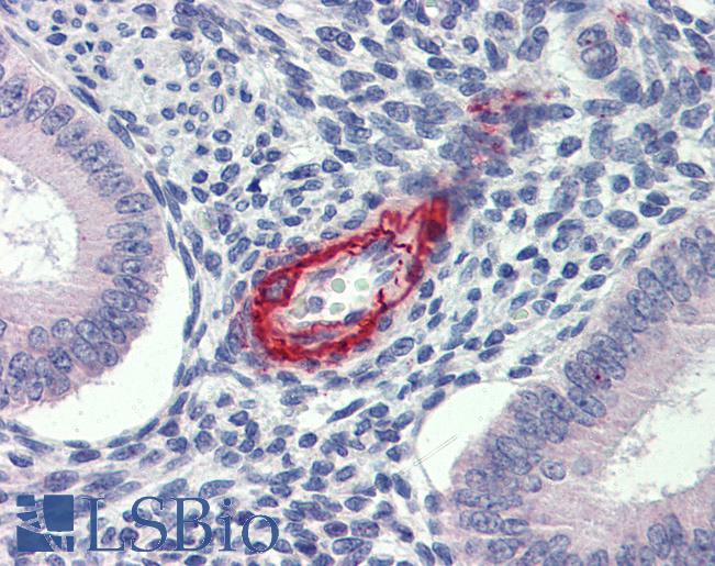 DDAH2 Antibody - Anti-DDAH2 antibody IHC of human uterus. Immunohistochemistry of formalin-fixed, paraffin-embedded tissue after heat-induced antigen retrieval. Antibody concentration 5 ug/ml.  This image was taken for the unconjugated form of this product. Other forms have not been tested.