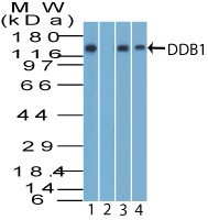 DDB1 Antibody - Western Blot: DDB1 Antibody - Analysis of DDB1 using DDB1 antibody. Human liver tissue lysate in the 1) absence and 2) presence of immunizing peptide, 3) HeLa and 4) Daudi lysate probed with 2 ug/ml of DDB1 antibody. Goat anti-rabbit Ig HRP secondary antibody and PicoTect ECL substrate solution were used for this test.