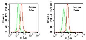 DDB1 Antibody - Flow Cytometry: DDB1 Antibody - Intracellular analysis of DDB1 in human HeLa and mouse RAW cells using DDB1 antibody at 0.2 ug/10^6 cells. Red represents cells with DDB1 antibody, green represents isotype control.