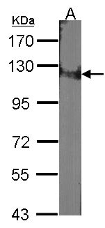 DDB1 Antibody - Sample (30 ug of whole cell lysate). A: NIH-3T3. 7.5% SDS PAGE. DDB1 antibody diluted at 1:1000.