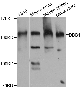 DDB1 Antibody - Western blot analysis of extracts of various cell lines.