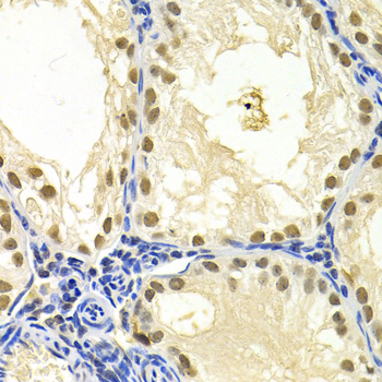 DDB1 Antibody - Immunohistochemistry of paraffin-embedded mouse testis.