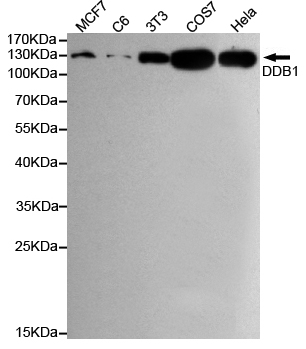 DDB1 Antibody - Western blot detection of DDB1 in HeLa, MCF7, COS7, C6 and 3T3 cell lysates using DDB1 mouse monoclonal antibody (1:1000 dilution), with Super ECL. Predicted band size: 127KDa. Observed band size:127KDa.