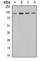 DDB1 Antibody - Western blot analysis of DDB1 expression in A549 (A); mouse brain (B); mouse spleen (C); mouse liver (D) whole cell lysates.