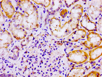 DDB1 Antibody - Immunohistochemistry image of paraffin-embedded human kidney tissue at a dilution of 1:100