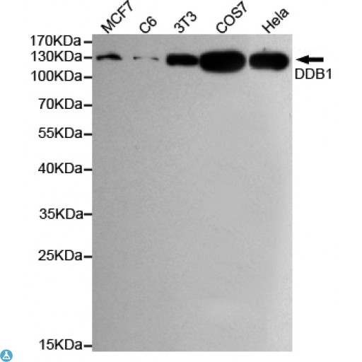 DDB1 Antibody - Western blot detection of DDB1 in Hela, MCF7, COS7, C6 and 3T3 cell lysates using DDB1 mouse mAb (1:1000 diluted) , with Super ECL. Predicted band size: 127KDa. Observed band size: 127KDa.
