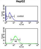 DDC / DOPA Decarboxylase Antibody - DDC Antibody flow cytometry of HepG2 cells (bottom histogram) compared to a negative control cell (top histogram). FITC-conjugated goat-anti-rabbit secondary antibodies were used for the analysis.