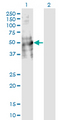 DDC / DOPA Decarboxylase Antibody - Western Blot analysis of DDC expression in transfected 293T cell line by DDC monoclonal antibody (M18), clone 8E8.Lane 1: DDC transfected lysate (Predicted MW: 53.9 KDa).Lane 2: Non-transfected lysate.