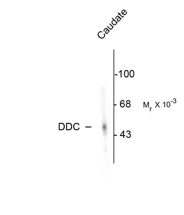 DDC / DOPA Decarboxylase Antibody - Western blot of rat adrenal medulla. As shown in the autoradiograph, the antibody is specific for the ~55k DDC protein.