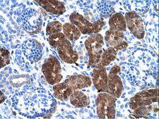 DDC / DOPA Decarboxylase Antibody - DDC antibody ARP41425_T100-NP_000781-DDC(dopa decarboxylase (aromatic L-amino acid decarboxylase)) Antibody was used in IHC to stain formalin-fixed, paraffin-embedded human kidney.  This image was taken for the unconjugated form of this product. Other forms have not been tested.