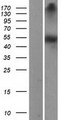 DDC / DOPA Decarboxylase Protein - Western validation with an anti-DDK antibody * L: Control HEK293 lysate R: Over-expression lysate