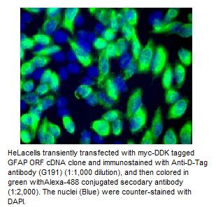 DDDDK Tag Antibody