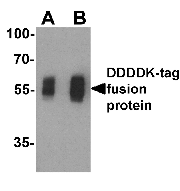 DDDDK Tag Antibody - Western blot analysis of a DDDDK-tag-containing recombinant protein with DDDDK-tag antibody at (A) 0.125 and (B) 0.25 ug/ml.