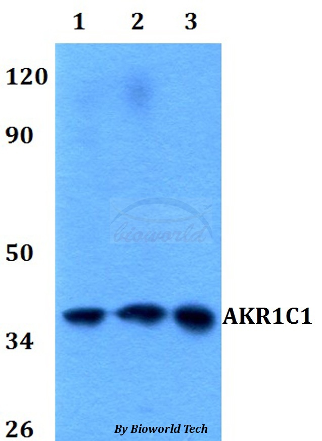 DDH / AKR1C1 Antibody - Western blot of AKR1C1 antibody at 1:500 dilution. Lane 1: HEK293T whole cell lysate. Lane 2: Raw264.7 whole cell lysate. Lane 3: PC12 whole cell lysate.