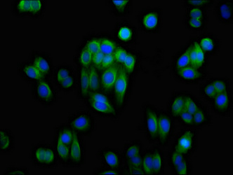 DDH / AKR1C1 Antibody - Immunofluorescence staining of HepG2 cells at a dilution of 1:133, counter-stained with DAPI. The cells were fixed in 4% formaldehyde, permeabilized using 0.2% Triton X-100 and blocked in 10% normal Goat Serum. The cells were then incubated with the antibody overnight at 4 °C.The secondary antibody was Alexa Fluor 488-congugated AffiniPure Goat Anti-Rabbit IgG (H+L) .