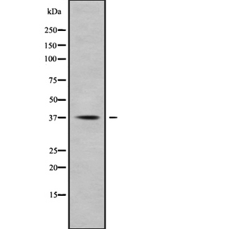 DDH / AKR1C1 Antibody - Western blot analysis of AKR1C1 using COS7 whole cells lysates