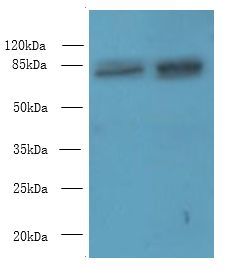 DDHD2 Antibody - Western blot. All lanes: DDHD2 antibody at 10 ug/ml. Lane 1: K562 whole cell lysate. Lane 2: U251 whole cell lysate. Secondary Goat polyclonal to Rabbit IgG at 1:10000 dilution. Predicted band size: 81 kDa. Observed band size: 81 kDa.