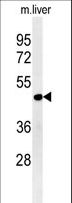DDI2 Antibody - DDI2 Antibody western blot of mouse liver tissue lysates (15 ug/lane). The DDI2 antibody detected DDI2 protein (arrow).
