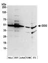 DDI2 Antibody - Detection of human and mouse DDI2 by western blot. Samples: Whole cell lysate (50 µg) from HeLa, HEK293T, Jurkat, mouse TCMK-1, and mouse NIH 3T3 cells prepared using NETN lysis buffer. Antibodies: Affinity purified rabbit anti-DDI2 antibody used for WB at 0.1 µg/ml. Detection: Chemiluminescence with an exposure time of 3 minutes.