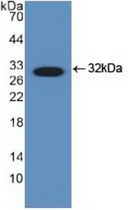 DDIT3 / CHOP Antibody - Western Blot; Sample: Recombinant DDIT3, Human.
